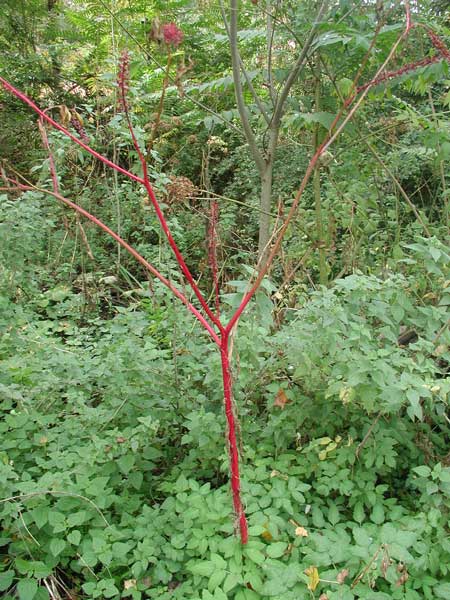 Phytolacca americana in fase di disseccamento